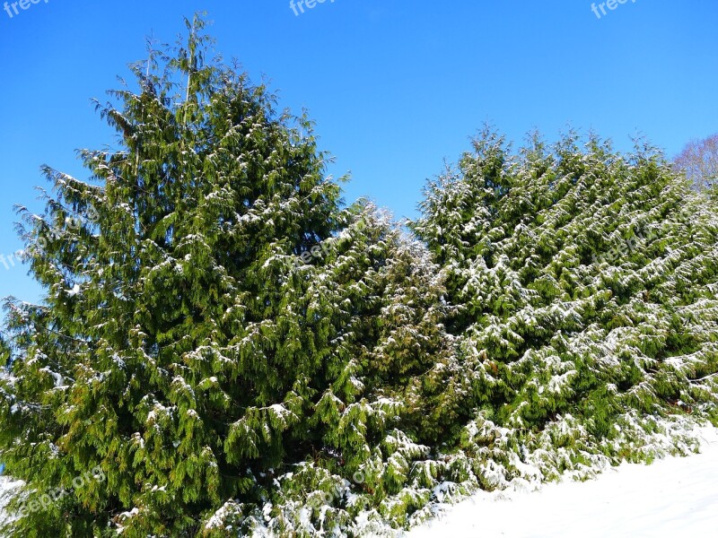 Winter Snow Wintry Cold Winter Trees