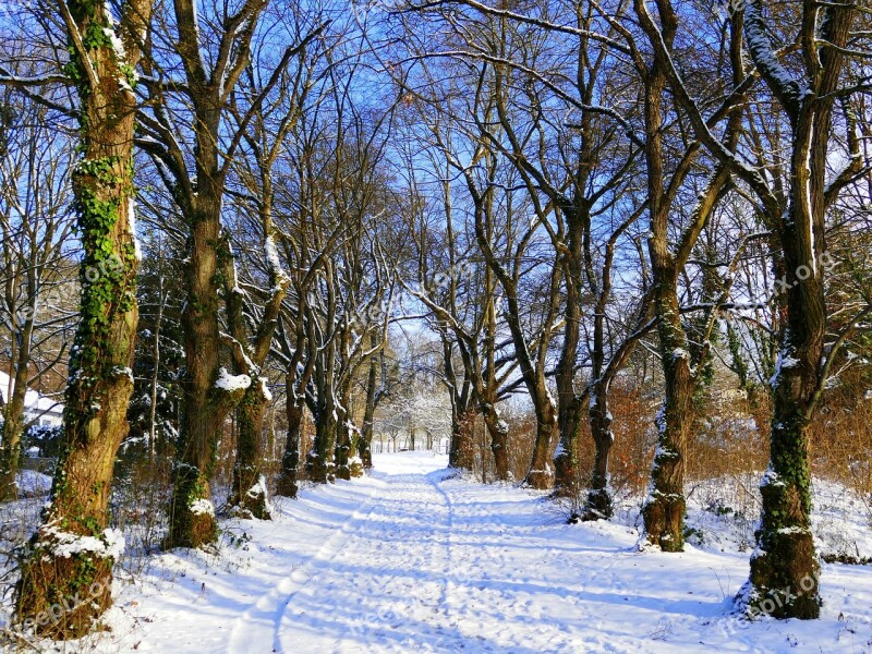 Winter Snow Wintry Cold Winter Trees