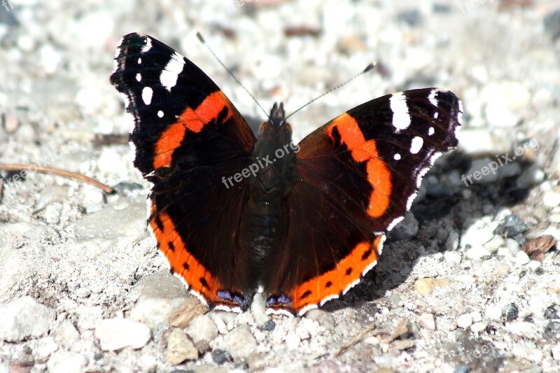 Butterfly Red Insect Nature Black Red