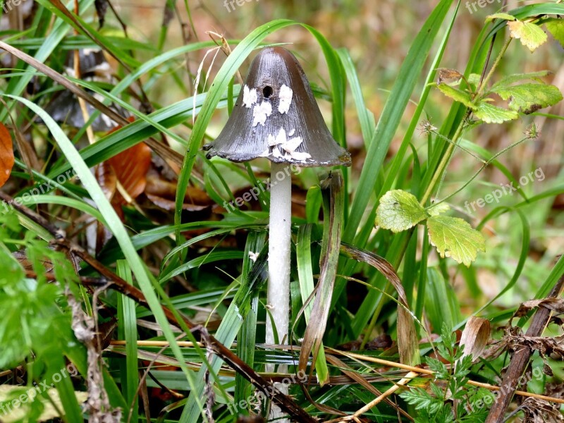 Mushroom Grass Rain Meadow Nature