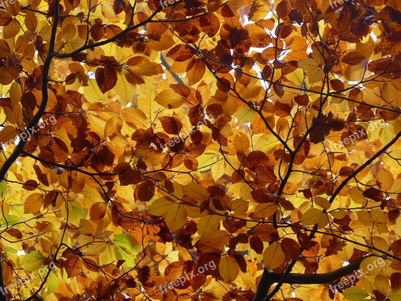 Leaves Autumn Canopy Golden Autumn Leaves In The Autumn