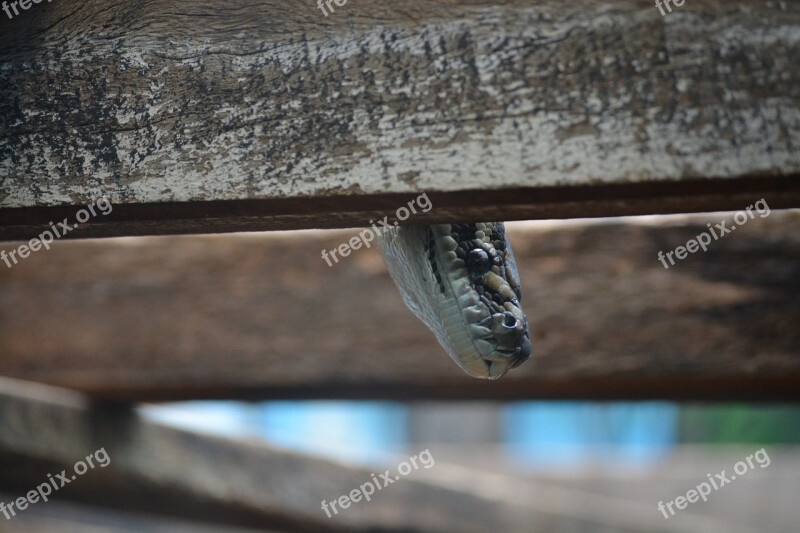 Snake Peek Reptile Animal Eye