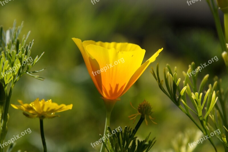 Flower Garden Nature Sun Yellow