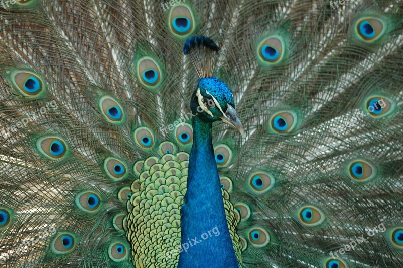 Peacock Bird Feathers Colorful Peafowl