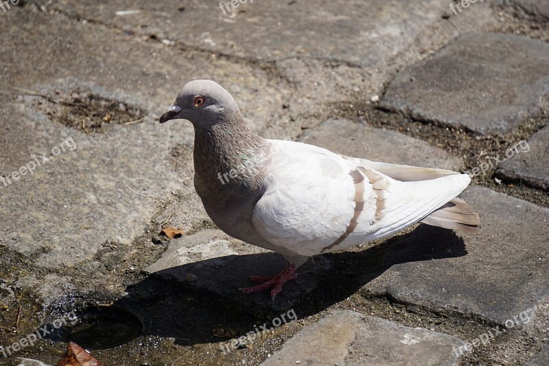 Pigeon Bird Animal Nature Animals