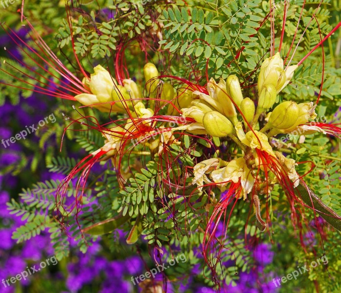 Flowering Plants Mediteran Park Nice Discounts