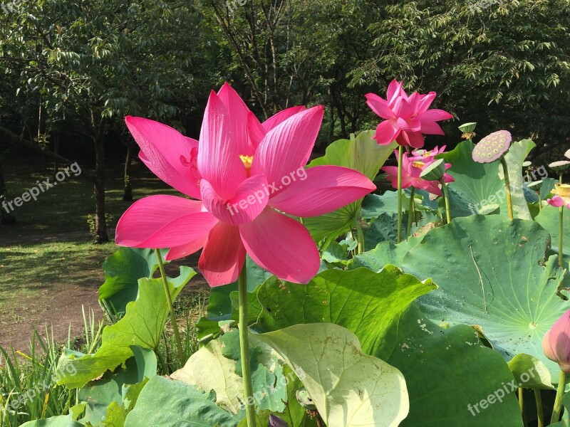 Lotus Pond Properties Park Powder