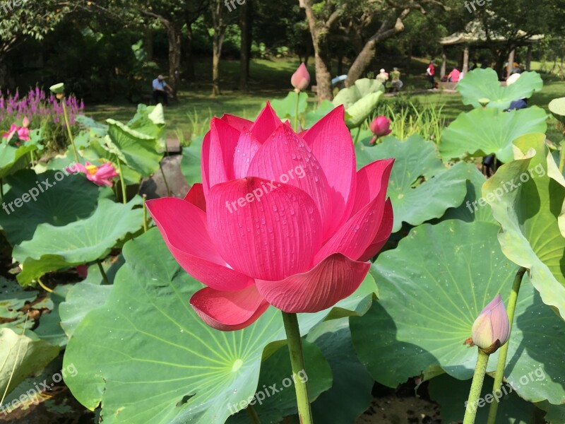 Lotus Pond Properties Park Powder