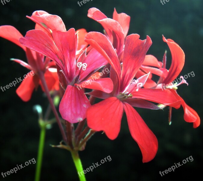 Flower Red Geraniums Nature Plant