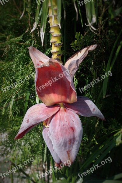 Banana Shrub Plant Blossom Bloom