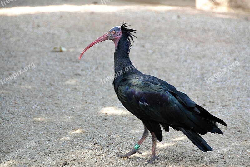 Bird Northern Bald Ibis Zoo Wild Bird Free Photos