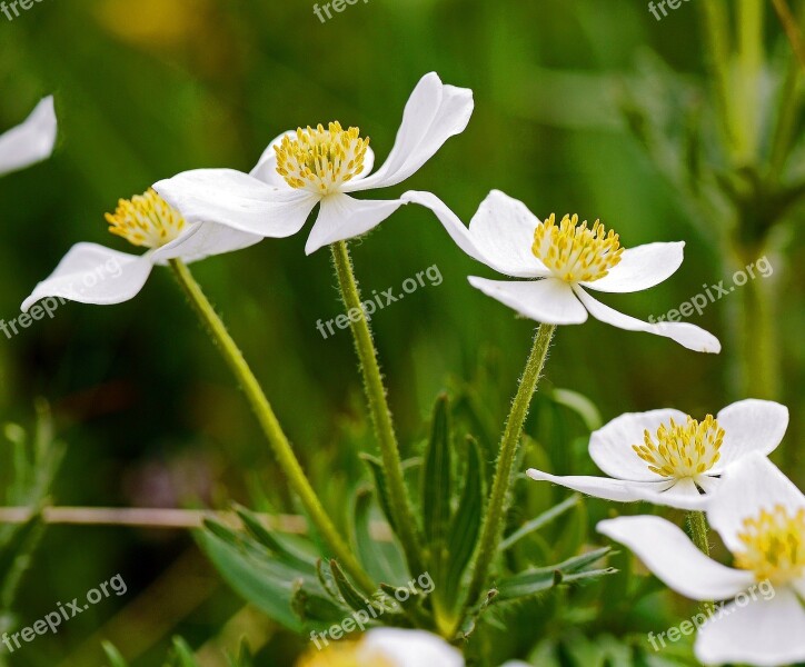 Alpine Plant Inflorescence Petals Stamens White Yellow