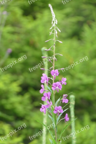 Wild Flower Macro Plant Flower Macro Photography