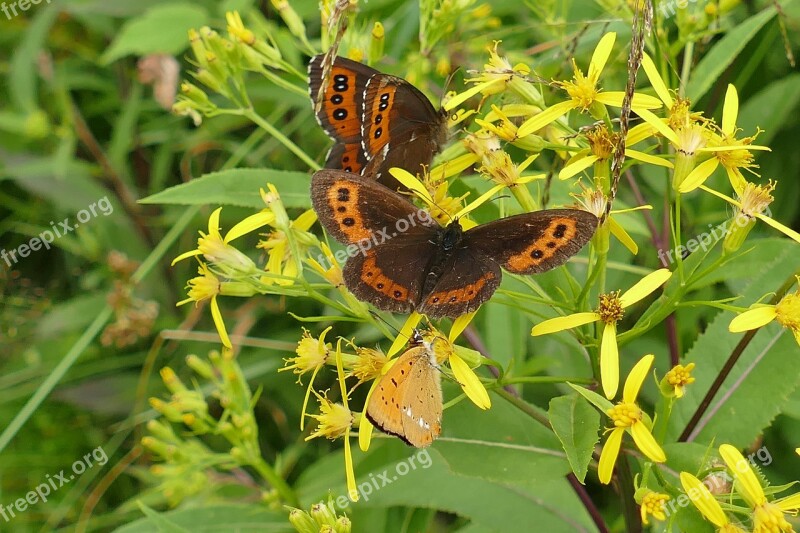 Close Up Butterflies Butterfly Forest Plant Free Photos