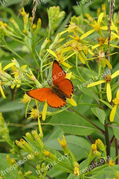 Close Up Butterfly Forest Plant Free Photos