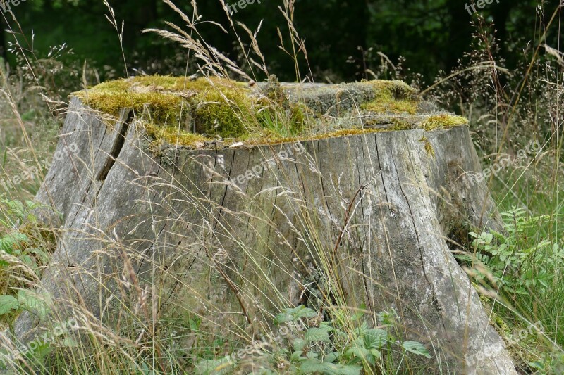 Tree Stump Nature Forest Bemosst Grasses