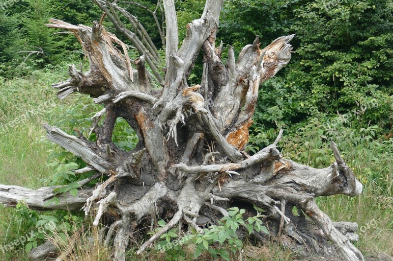 Root Large Gigantic Nature Forest