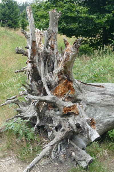 Root Large Gigantic Nature Forest