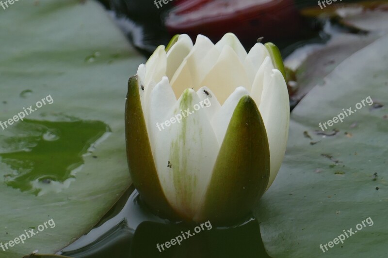 Close Up Water Lily Blossom Bloom Pond