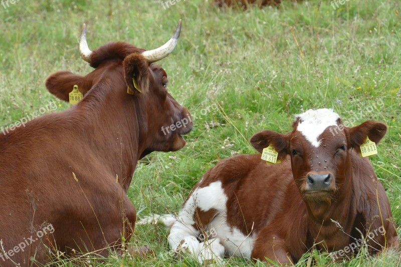 Bull Cow Calf Young Brown