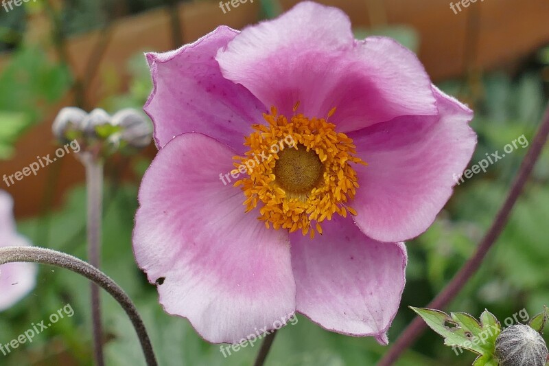 Flower Garden Macro Plant Flower Macro Photography