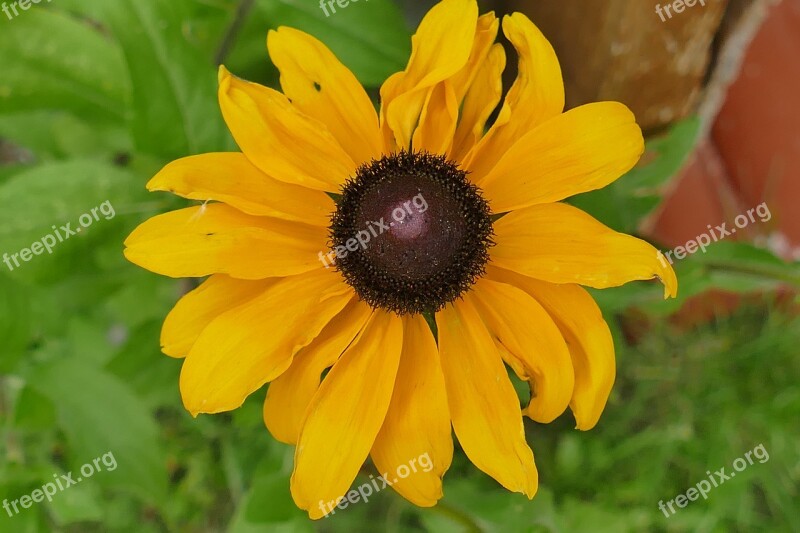 Coneflower Macro Plant Flower Macro Photography