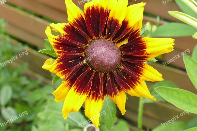 Coneflower Macro Plant Flower Macro Photography