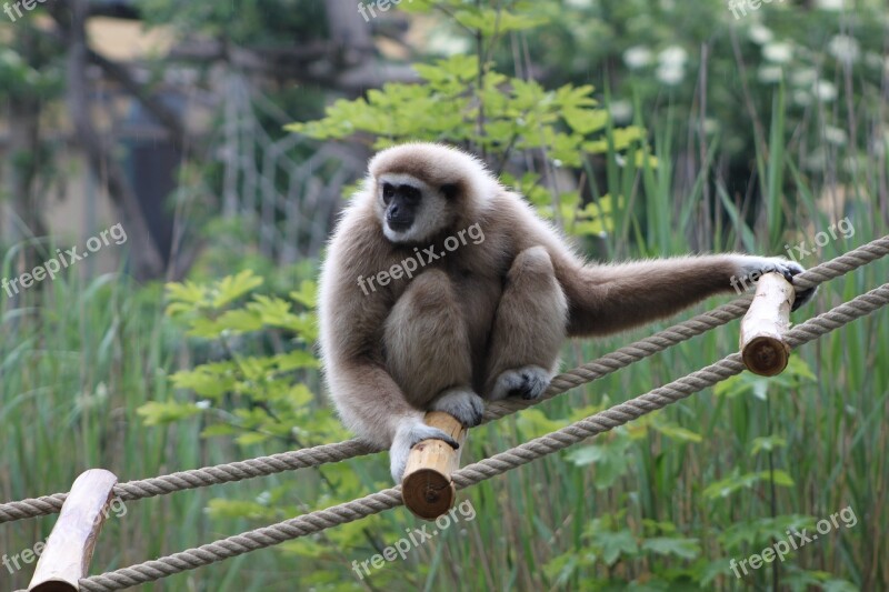 Gibbon Monkey Zoo Animal World Fauna