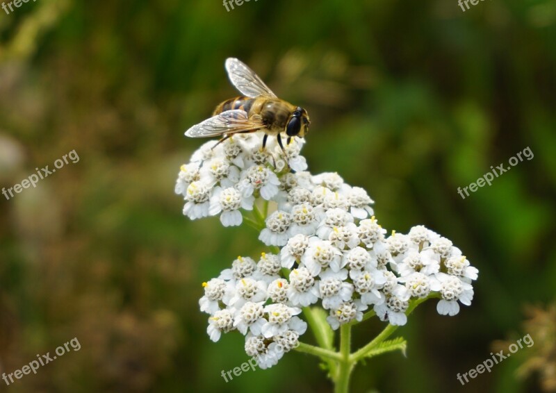 Bee Pollen Sprinkle Insect Close Up