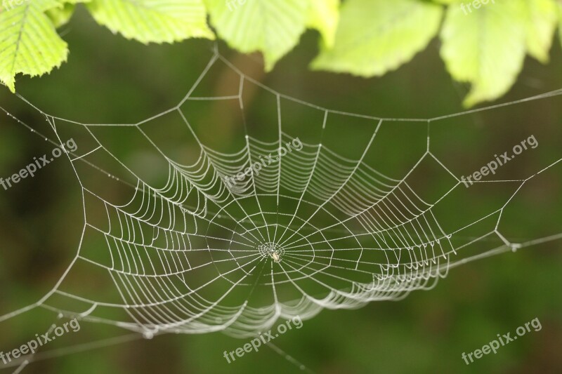 Cobweb Web Dew Dewdrop Spider Web With Water Beads