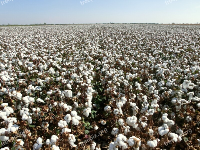 Harvest Cotton Land Industries Free Photos