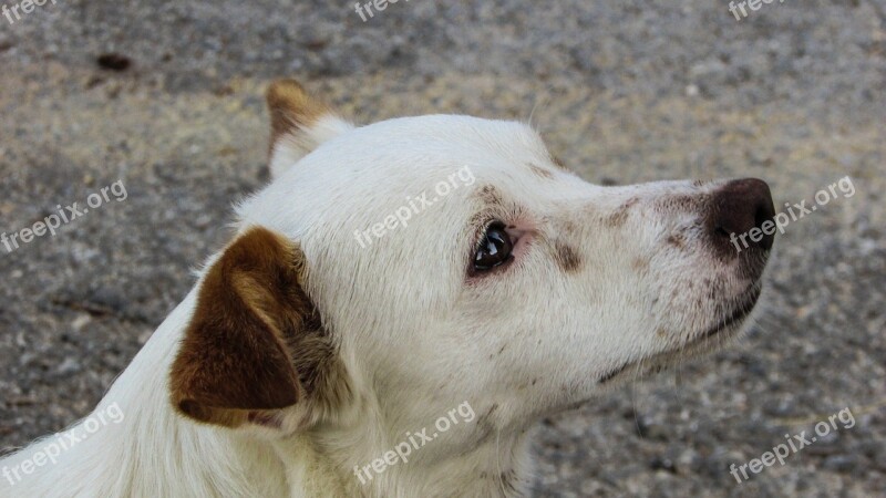 Dog Cute Staring Crave Puppy