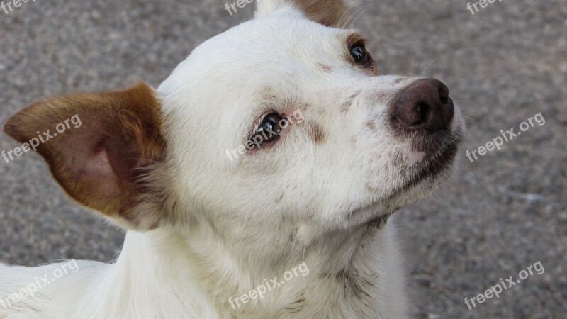 Dog Cute Staring Crave Puppy