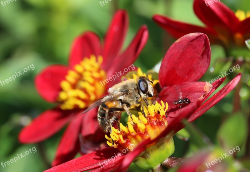 Hoverfly Dung Fly Insect Nectar Search Collect Nectar