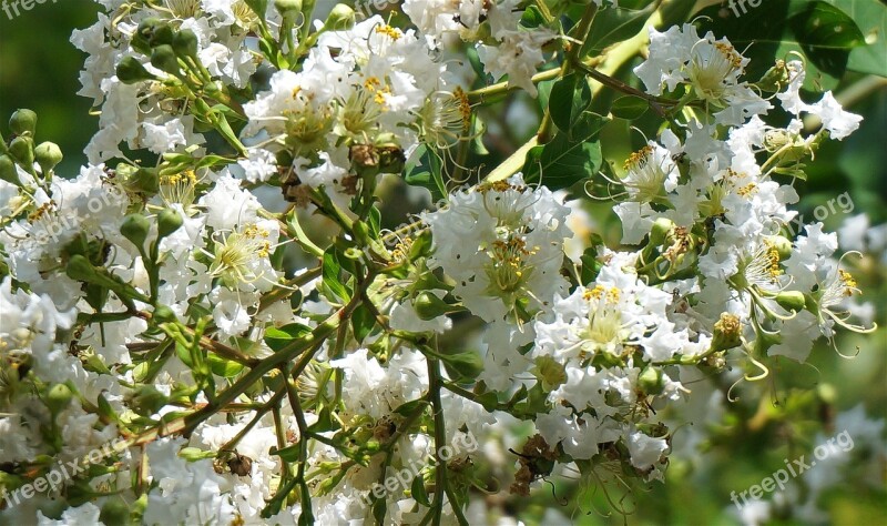 Crepe Myrtle Blossoms Crepe Myrtle Flower Blossom Bloom