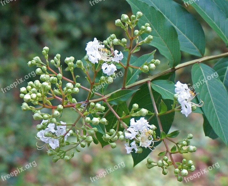 Crepe Myrtle Opening Crepe Myrtle Flower Blossom Bloom