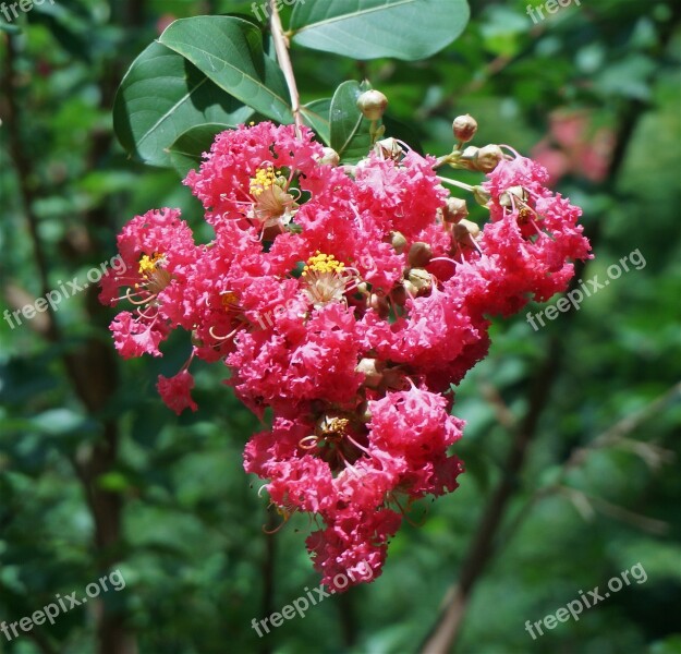 Crepe Myrtle After The Rain Crepe Myrtle Flower Blossom Bloom