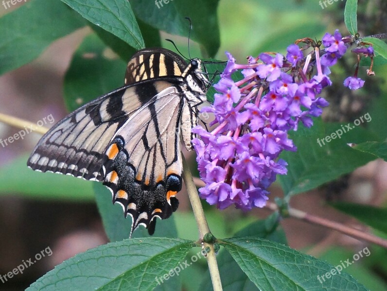 Tiger Swallowtail Butterfly Bush Butterfly Insect Animal