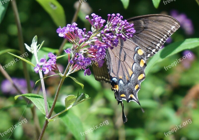 Black Swallowtail Butterfly Butterfly Bush Butterfly Insect Animal