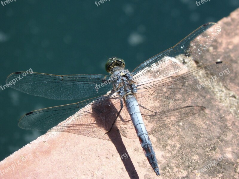 Blue Dragonfly Wetland Orthetrum Cancellatum Dragonfly Raft