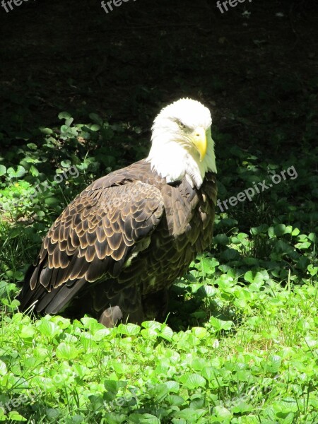 Bald Eagle Looking Bird Wildlife Portrait