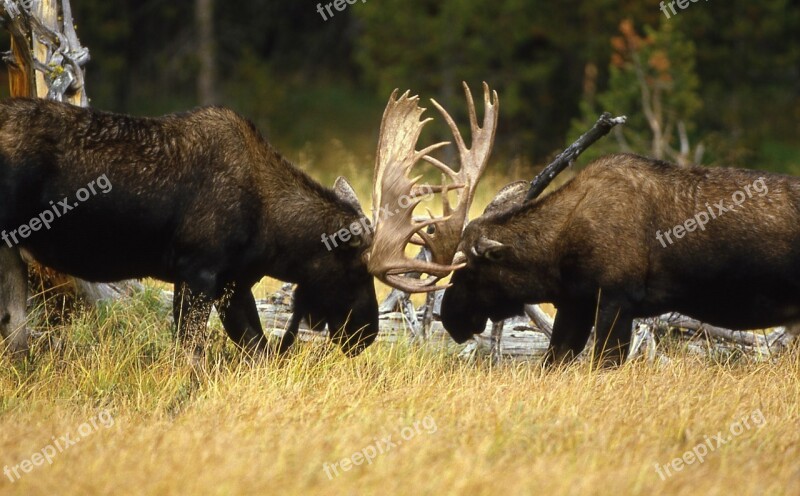 Bull Moose Sparring Portrait Close Up Profile