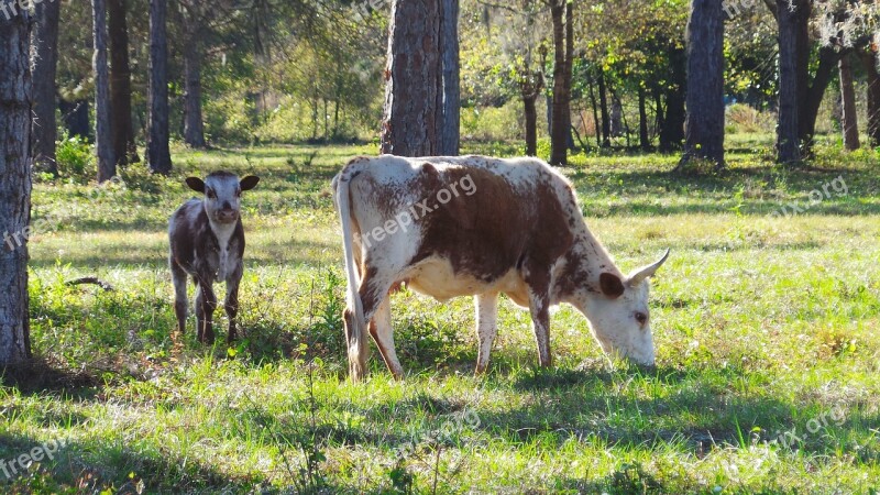 Cow Calf Cracker Farm Agriculture