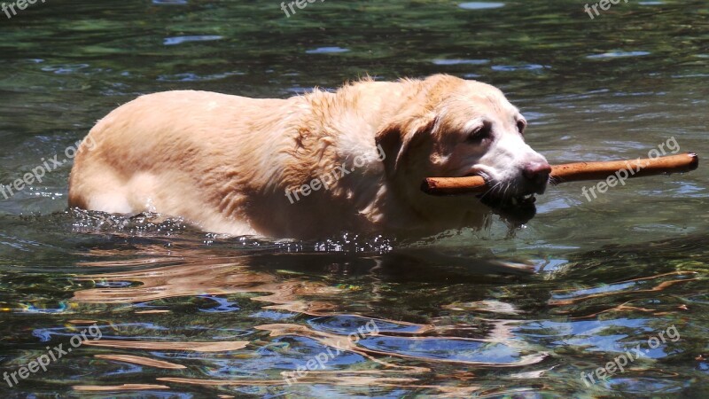 Dog Swimming Water Summer Animal