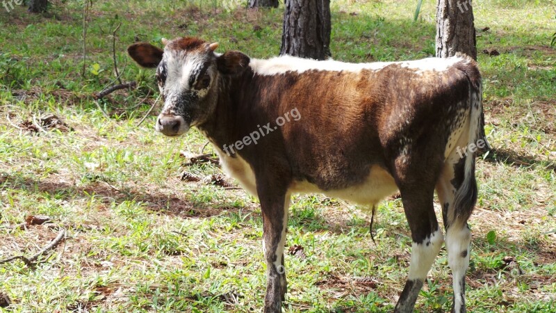 Cow Florida Cracker Mammal Nature