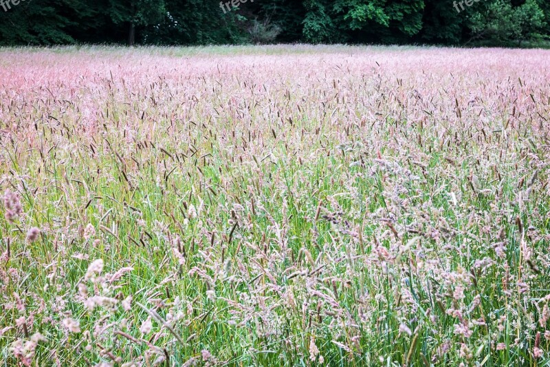 Meadow Grass Grasses Wild Grain Cereals