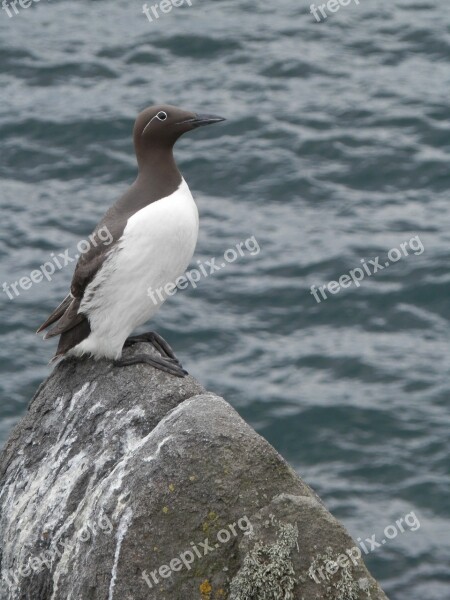 Bird Sea Bird Cliff Sea Rock