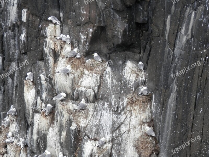 Seagulls Nesting Sea Gull Cliffs Animal