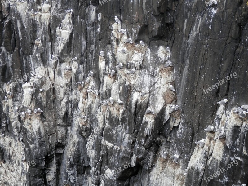 Seagulls Nesting Sea Gull Cliffs Animal