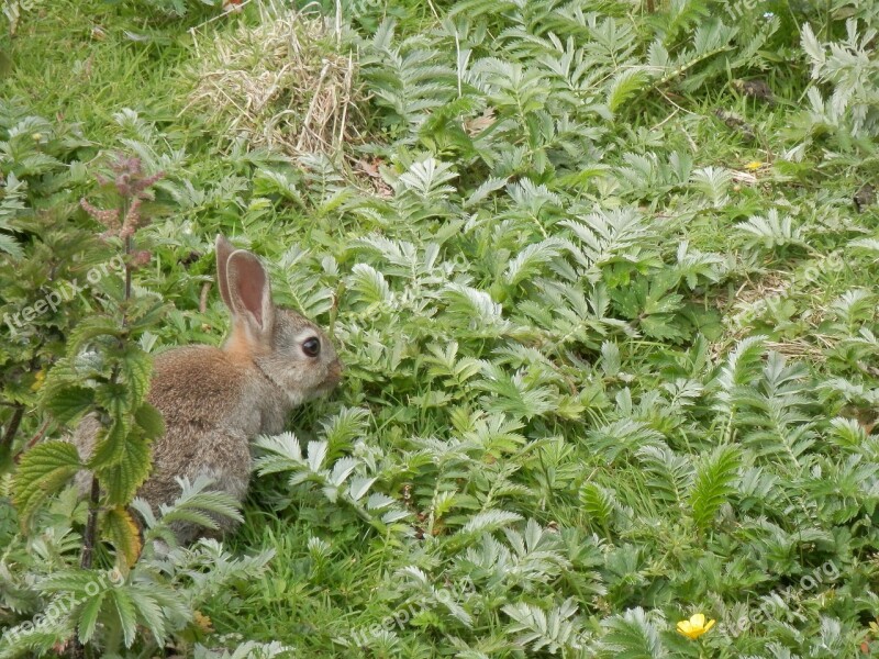 Rabbit Wild Nature Animal Wildlife